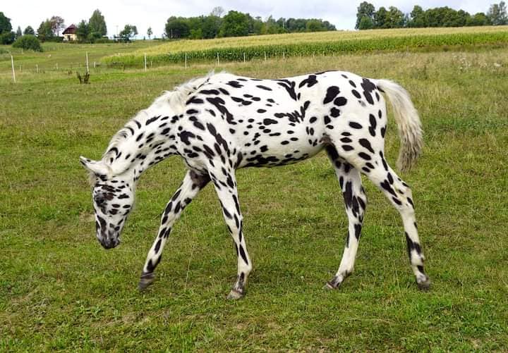 Appaloosa Foals @Chexys Farm, Czech Republic